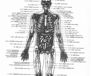 Anatomy Advanced