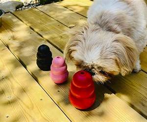 CANINE ENRICHMENT: THE BOOK YOUR DOG NEEDS YOU TO READ