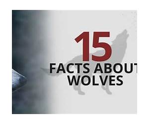 Facts About the Wolf (A Picture Book for Kids, Vol 214)