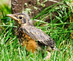 Fledgling: Hornbrook Academy of the Ozarks, Semester 1