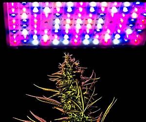 Growing weed with LED lights: A practical and illustrated handbook for growing indoors using the best materials and equipment