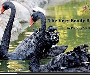 The Very Bendy Black Swans: Beautiful black swans have long beautiful necks. They can bend them into impossible positions! (Animal Picture Books With Social \u0026 Emotional Learning Book 1)